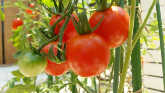 ミニトマトの育て方 プランターでのミニトマト栽培って簡単よ わたしがやった栽培方法と収穫報告 サラリーマンの物欲生活