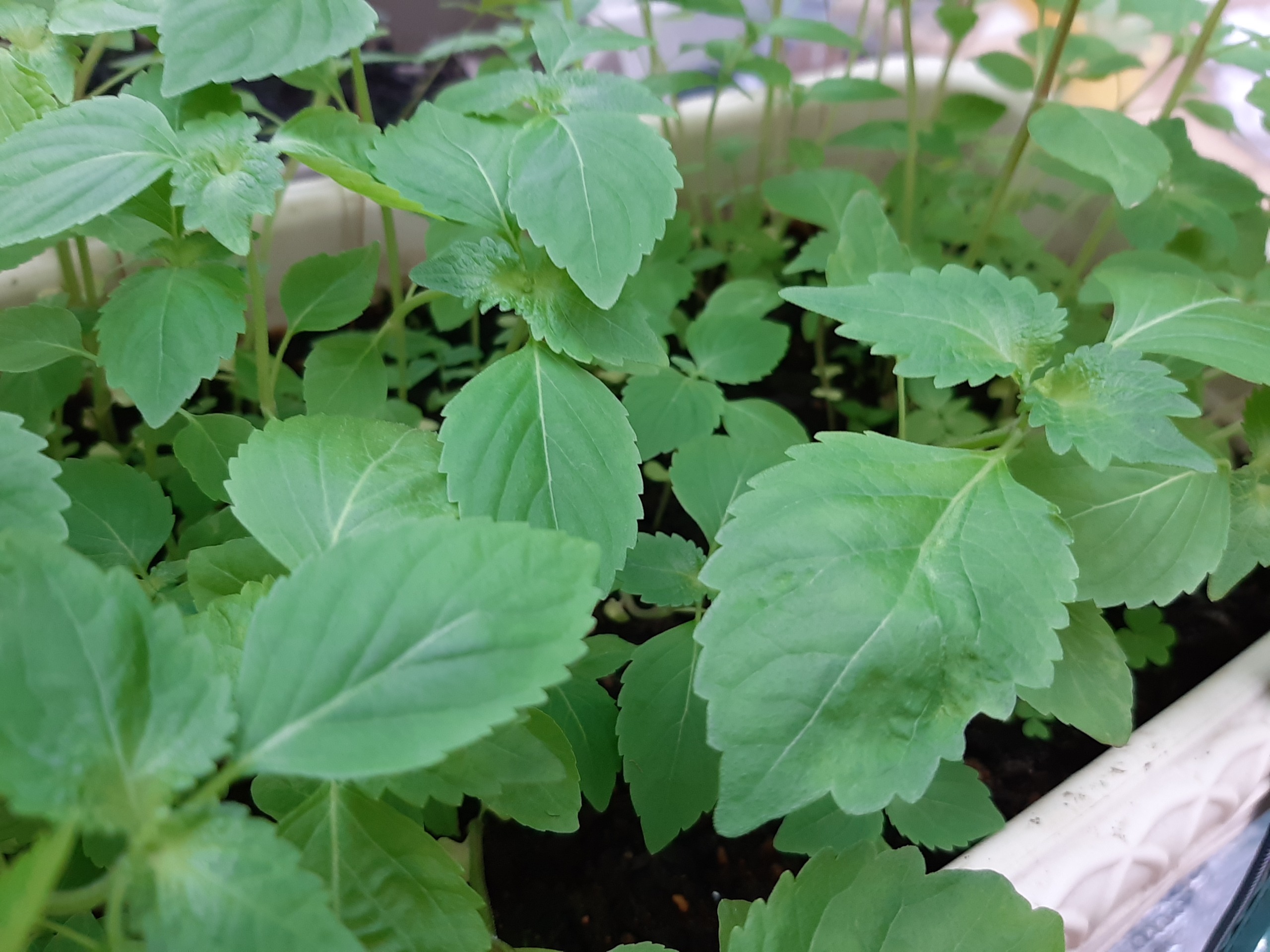 ガーデニング 大葉青しそ栽培 超簡単 プランターで大葉青しそを育てて収穫できたので栽培過程をまとめてみる サラリーマンの物欲生活